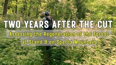 Two Years After the Cut Assessing the Regeneration of the Forest at Stand 9 on Sparta Mountain (1).mp4