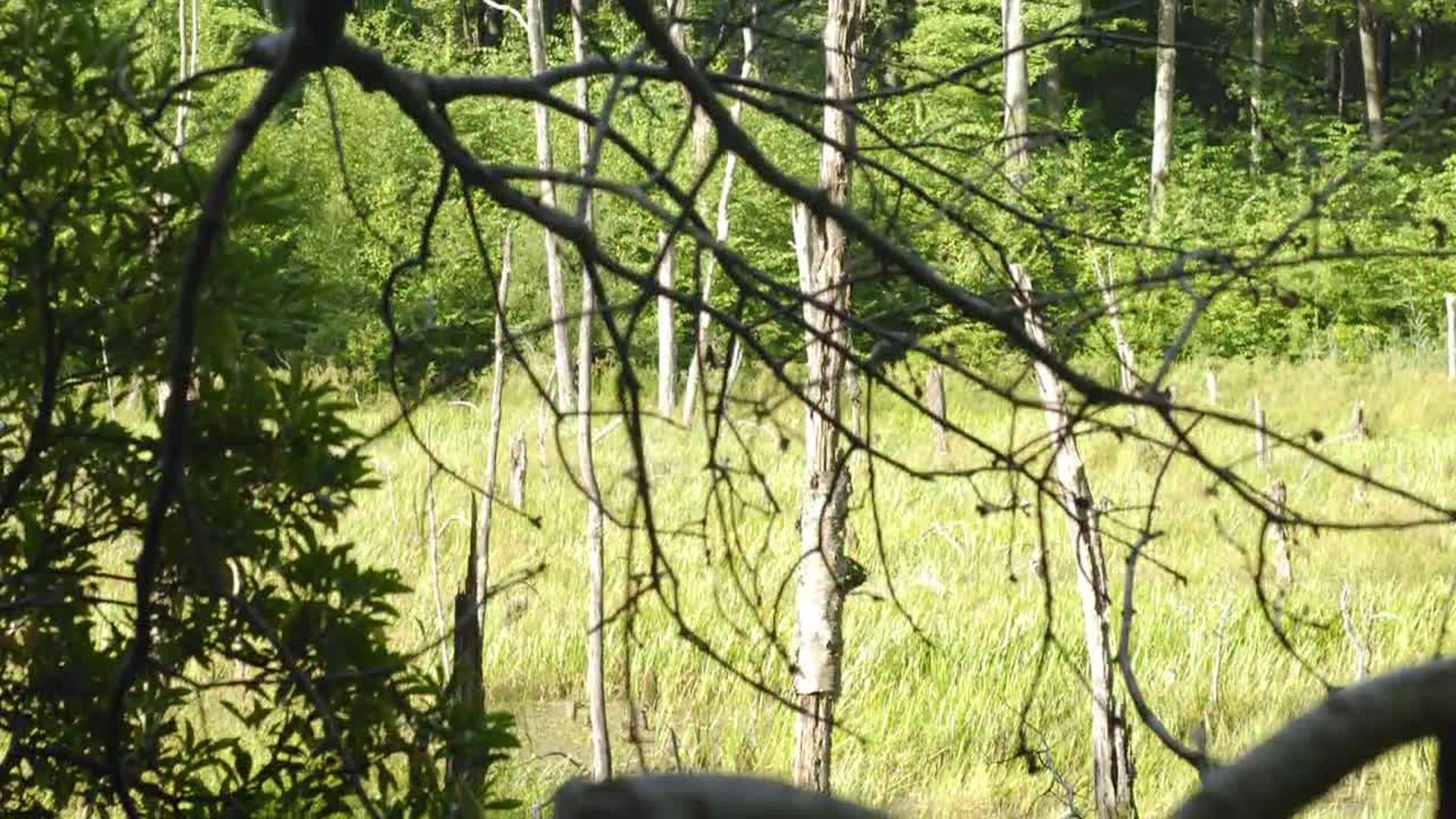 Forest Stewardship without Aggressive Cutting