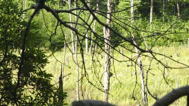 Forest Stewardship without Aggressive Cutting
